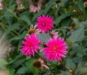 2022 09 12 LongFellowGardens 057